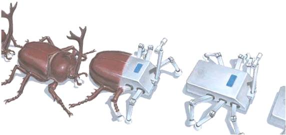 カブトムシ